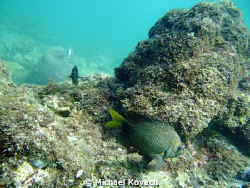 Yellow Tailed Damselfish on the Inside Reef at Lauderdale... by Michael Kovach 